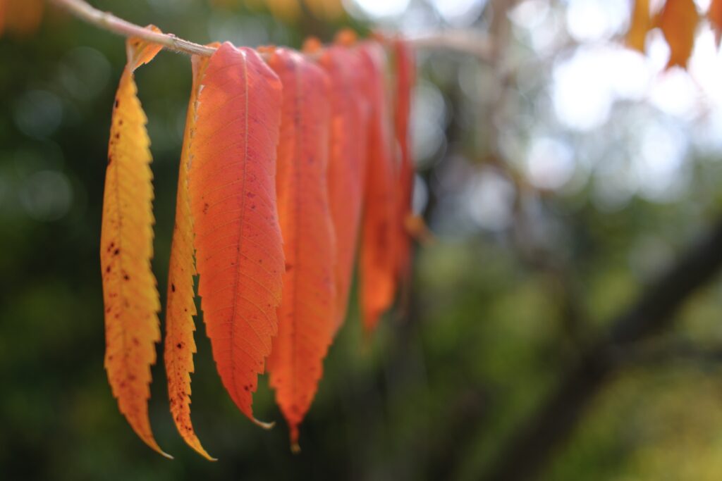 Rote Herbstblätter an einem Ast fotografiert mit der Fujifilm x100vi