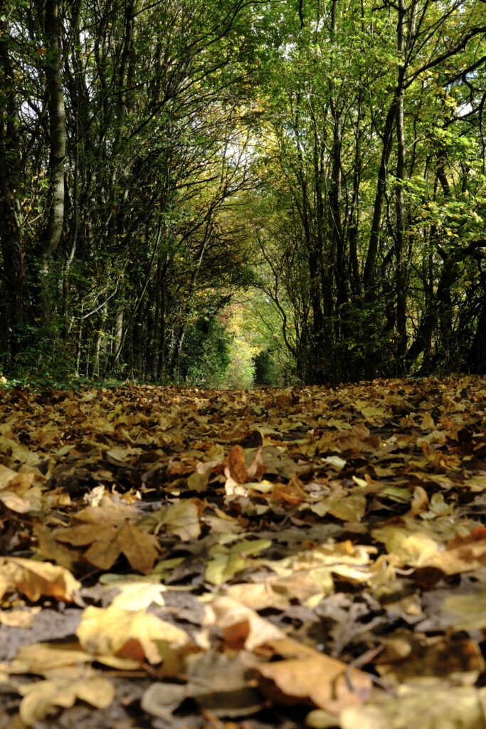 Ein mit Laub bedeckter Pfad in Bodennähe fotografiert mit der Fujifilm x100vi