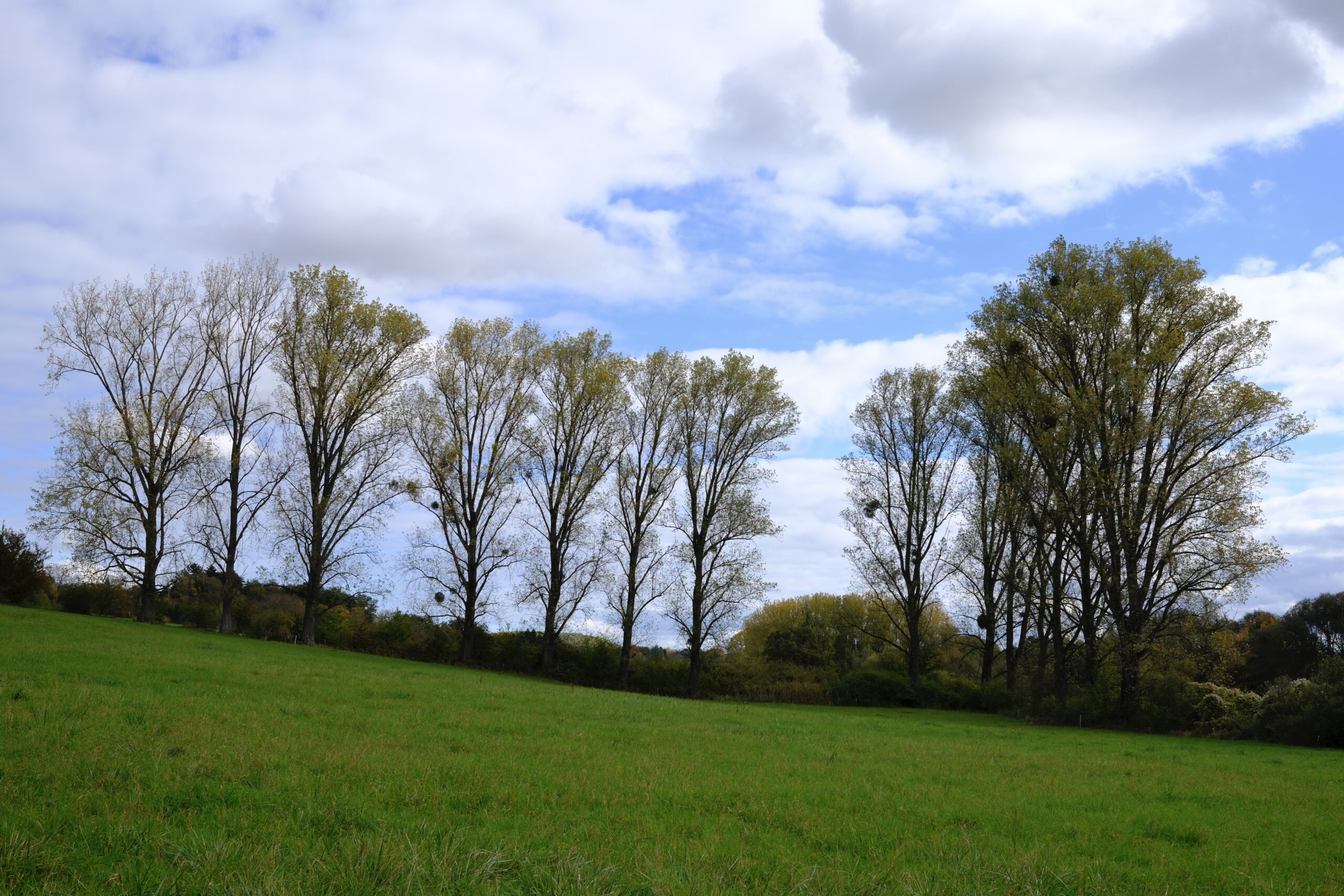 Landschaftsfotografie mit der Fujifilm x100vi: Herbst in Frankfurt