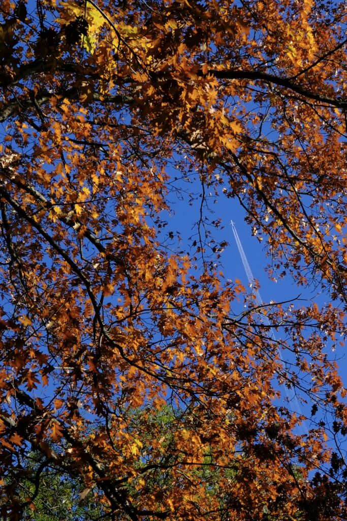 Ein von orangefarbenen Ästen gerahmter Blick in den blauen Himmel fotografiert mit der Fujifilm x100vi